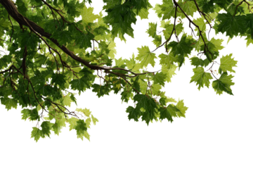 Lush maple leaves clinging to a branch against an isolated transparent expanse, perfect for