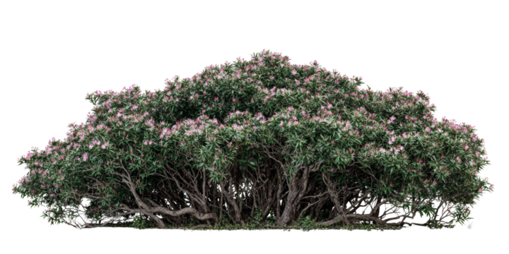 Lush rhododendron shrub in full bloom isolated with a clean transparent background ready for