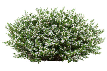Isolated flowering shrub showcasing profusion of small white blossoms against transparency