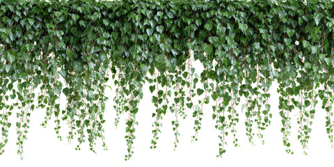 Lush cascade of vibrant ivy leaves gracefully draped over an isolated transparent setting