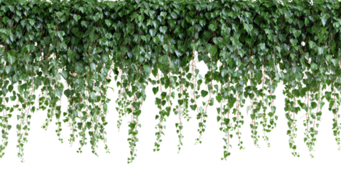 Lush cascade of vibrant ivy leaves gracefully draped over an isolated transparent setting