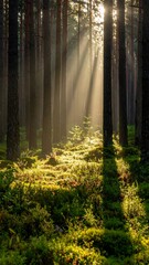 Fototapeta premium Sunbeams pierce a misty pine forest, illuminating a mossy path
