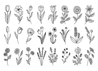 Collection of Delicate Hand Drawn Flowers in Black and White Line Art Style Various Floral Designs for Decoration and Illustration