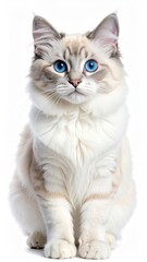 Adorable Ragdoll kitten, sitting, against white background