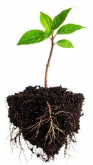 Young plant emerging from rich soil