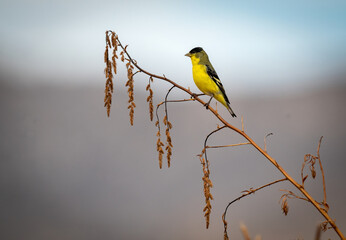 Beautiful goldfinch perched on a dry bare branch and posing in nice light