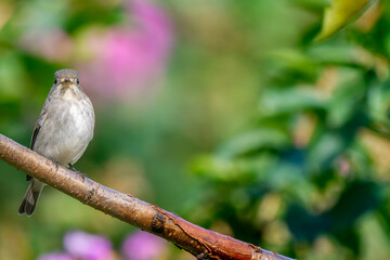 枝にとまるコサメビタキ