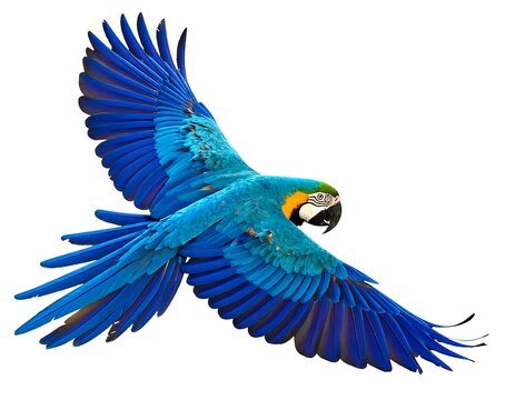 Vibrant Blue-and-Yellow Macaw in Flight