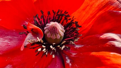 Vibrant Red Poppy Flower Close-Up Macro Photography Showing Detailed Petals
