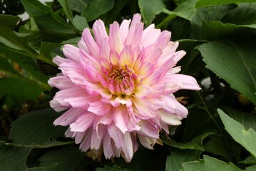 Fototapeta premium Beautiful Pink Dahlia Flower Blooming in Garden with Green Leaves Background