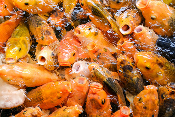 Colorful koi fish swarm in clear pond water, opening mouths eagerly while competing for food, creating a lively scene that reflects vitality, abundance, harmony, and the beauty of aquatic life.