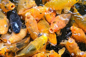 Colorful koi fish swarm in clear pond water, opening mouths eagerly while competing for food, creating a lively scene that reflects vitality, abundance, harmony, and the beauty of aquatic life.