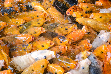 Colorful koi fish swarm in clear pond water, opening mouths eagerly while competing for food, creating a lively scene that reflects vitality, abundance, harmony, and the beauty of aquatic life.