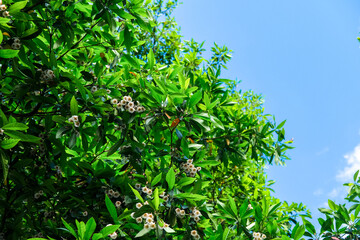 Green leafy branches with clusters of small white flowers under a clear blue sky, capturing the freshness and vitality of tropical nature in bright sunlight and peaceful surroundings.