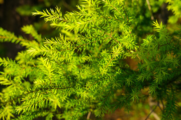 Close-up of fresh green pine-like leaves illuminated by sunlight, highlighting natural texture, soft needles, and the vibrant energy of foliage in a peaceful outdoor environment.