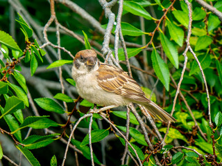 枝にとまるスズメ