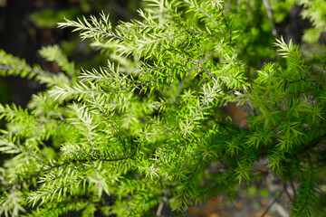 Close-up of fresh green pine-like leaves illuminated by sunlight, highlighting natural texture, soft needles, and the vibrant energy of foliage in a peaceful outdoor environment.