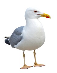 Fototapeta premium A seagull, standing, facing slightly to its right, against a plain white background. Sharp focus on the bird