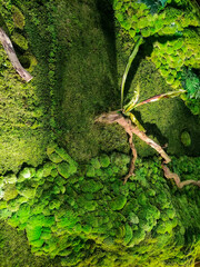 Artificial vertical garden with lush green texture covering the wall, blending moss-like surface, decorative plants, and natural tones that create a refreshing impression in modern space design.