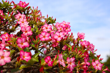 Obraz premium Adenium obesum, Pink desert rose flowers in full bloom.