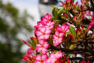 Adenium obesum, Cluster of vibrant desert rose blossoms covering twisted branches.