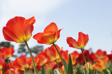 Beautiful tulip flower garden. The Expo 70 Commemorative Park, Osaka, Japan