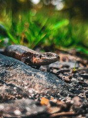 Naklejka premium green lizard on a rock