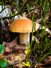 mushroom in the forest