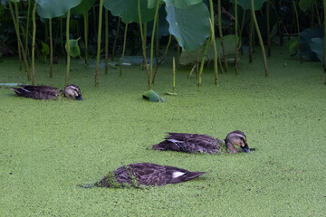 Ducks are looking for food in the pond.오리가 연못에서 먹이를 찾고있습니다.
