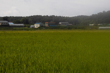 The rice is ripening in the summer fields.여름들녘에 벼가 익어가고있습니다.