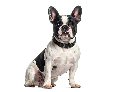 A black and white French Bulldog sits against a white background, wearing a brown leather collar