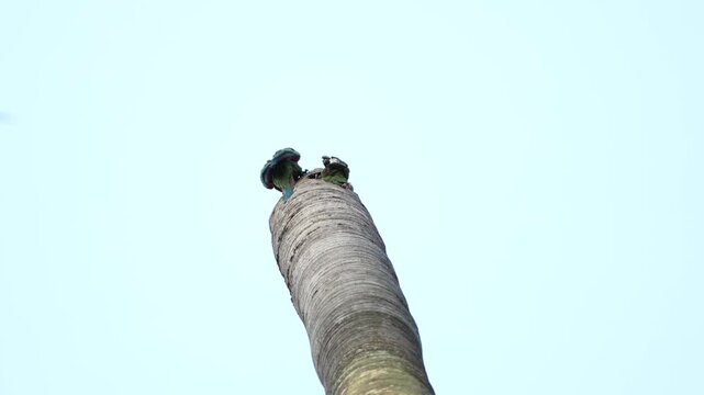 Footage of two macaws perched on the trunk of a palm tree in Colombia showing colorful tropical parrots and exotic wildlife in natural habitat.