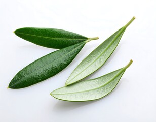 Fresh green olive leaves