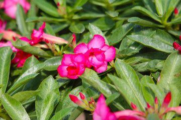 Adenium obesum, Pink desert rose flowers in full bloom.