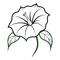 Fototapeta premium nicandra physalodes alba flower line art vector on white background