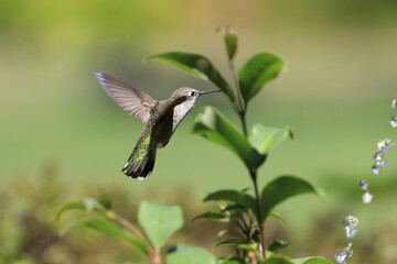 Hummingbird with Water Droplets