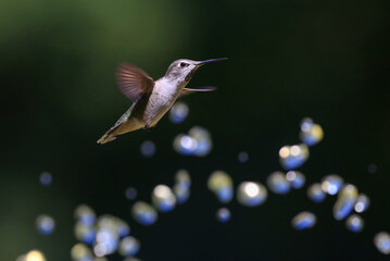 Hummingbird with Water Droplets