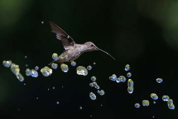 Hummingbird with Water Droplets