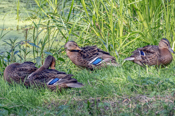 Flock of ducks on the riverbank on an autumn day