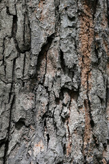 Close-up of rough tree bark with deep cracks and textured surface