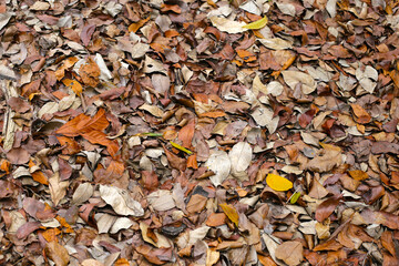 Dry fallen leaves covering the forest ground, creating a natural brown texture.