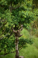 Fototapeta premium tree in the jungle