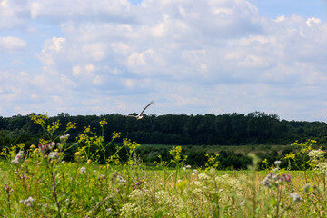 A majestic bird soars in the high, blue sky with fluffy clouds over a flowering field landscape. The foreground shows various grasses and wildflowers, beyond which stretches a strip of dense forest.