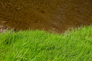 The bright, vibrant green grass in the foreground sharply contrasts with the blurred, brown water or soil in the background. This diagonal division creates a strong contrast of textures and colors, em