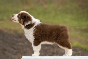 Red brown Aussie puppy standing on table. Training puppy.