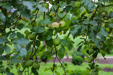 Green, unripe apples hang abundantly on the branches of an apple tree, surrounded by dense foliage. The shot conveys the anticipation of harvest and the freshness of a summer orchard, emphasizing natu