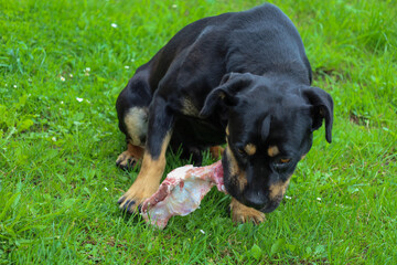 A black dog with tan markings, resembling a Rottweiler or Doberman, sits on bright green grass and chews a large raw bone. 