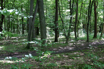 A muddy forest path winds through a dense deciduous forest, illuminated by sunbeams piercing the green canopy. A large puddle in the foreground reflects the sky and trees, symbolizing wilderness and m
