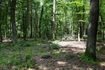 A forest landscape with tall trees and a dense green canopy casts shadows onto the ground, which is covered with fallen leaves and low-growing vegetation.