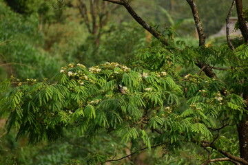 close up of a pine tree